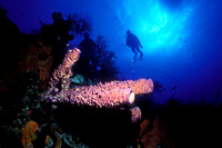 Divers Float Over Purple tube Sponges