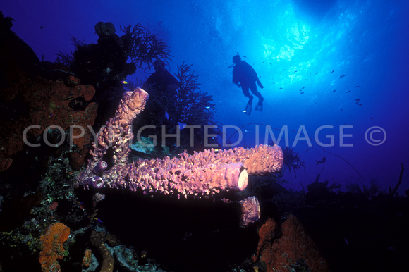Divers Float Over Purple tube Sponges