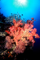 Red & Pink Soft Corals