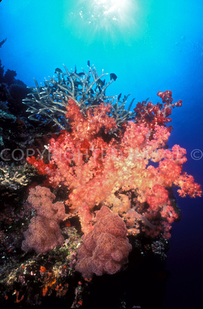 Red & Pink Soft Corals
