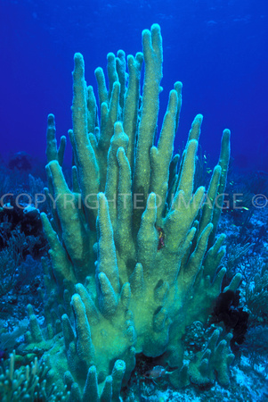 Giant Piller Coral