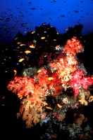 Colorful Soft Corals Rainbow Reef Taveuni Fiji