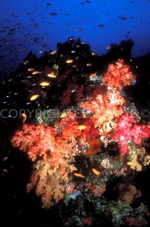 Colorful Soft Corals Rainbow Reef Taveuni Fiji