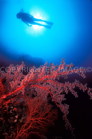 Diver sillo. Red Gorgonians Paupa New Guinea