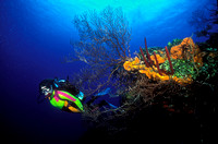Diver Deep Water Gorgonian