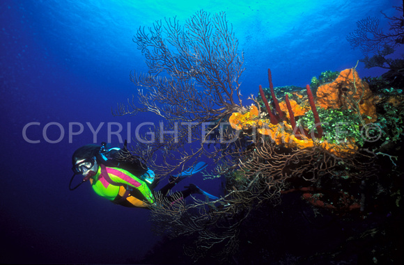Diver Deep Water Gorgonian