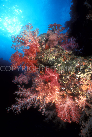 Soft Corals, Beqa Lagoon, Fiji