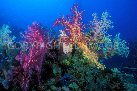 Truk Soft Corals on Wreck