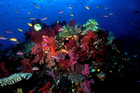 Colorful Soft Corals and Fish Rainbow Reef Taveuni Fiji