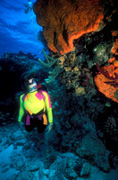 Diver Examines Orange Elepahnt Ear Sponge