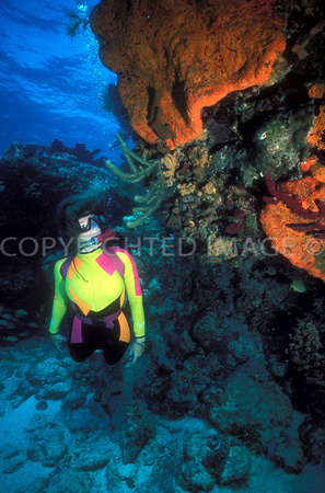 Diver Examines Orange Elepahnt Ear Sponge