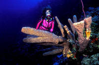 Diver Brown Tupe Sponge