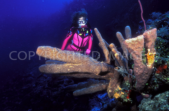 Diver Brown Tupe Sponge